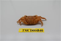 藏品(褶痕厚紋蟹)的圖片